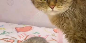 母猫不会叼孩子，男子亲自示范给猫咪看，结局反转让人意想不到