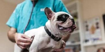 宠物生病症状和疾病的区别