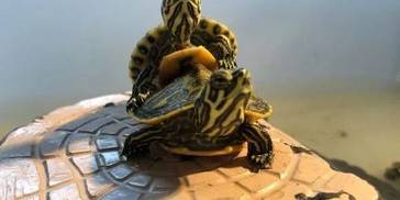 我的过滤为什么连龟的便便都吸不走？