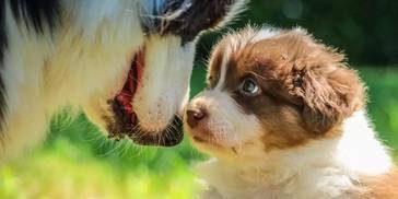 狗狗为何要“近亲繁殖”呢？