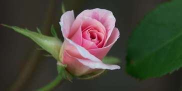 未来11月，四大生肖容易碰到真爱，钱财主动找上门，吉星拱照