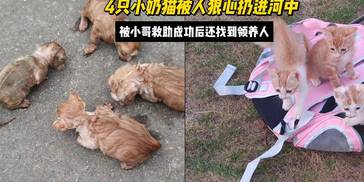 4只小奶猫被人狠心扔进水中，小哥成功救助后还帮忙找到了领养人