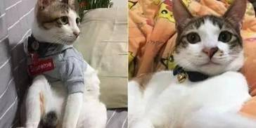 流浪猫找家猫玩，但被凶了，一脸失落的表情太可怜了