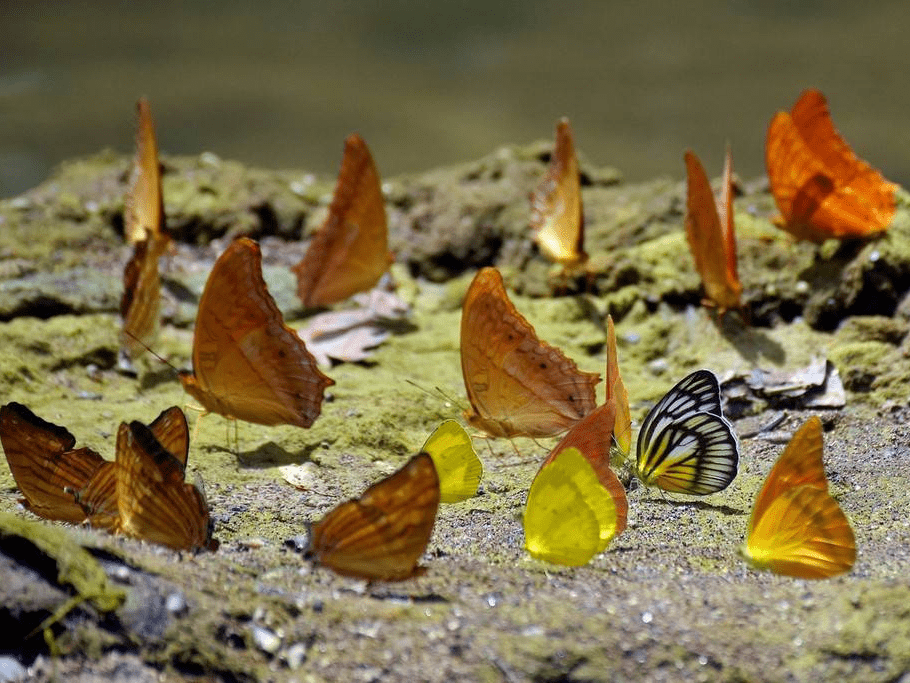 蝴蝶王国南苏拉威西自然公园 多种蝴蝶栖息湖边-搜狐大视野-搜狐新闻