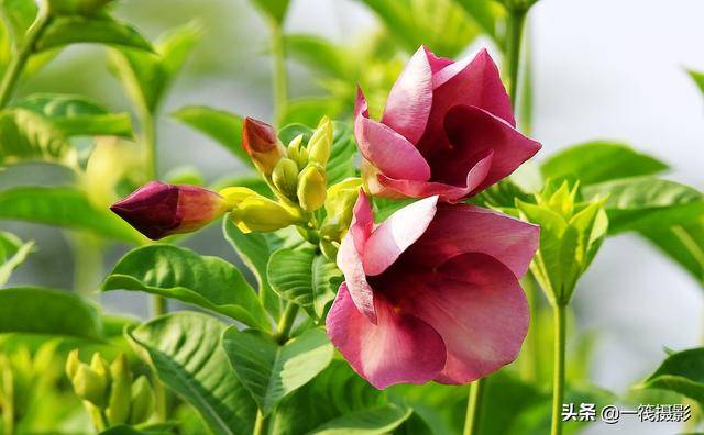 夏花(六十九)——紫蝉花,又名紫花黄蝉