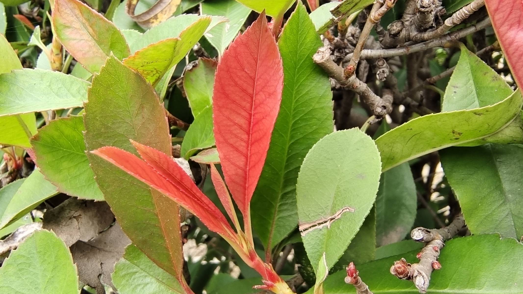 石楠花叶子图片