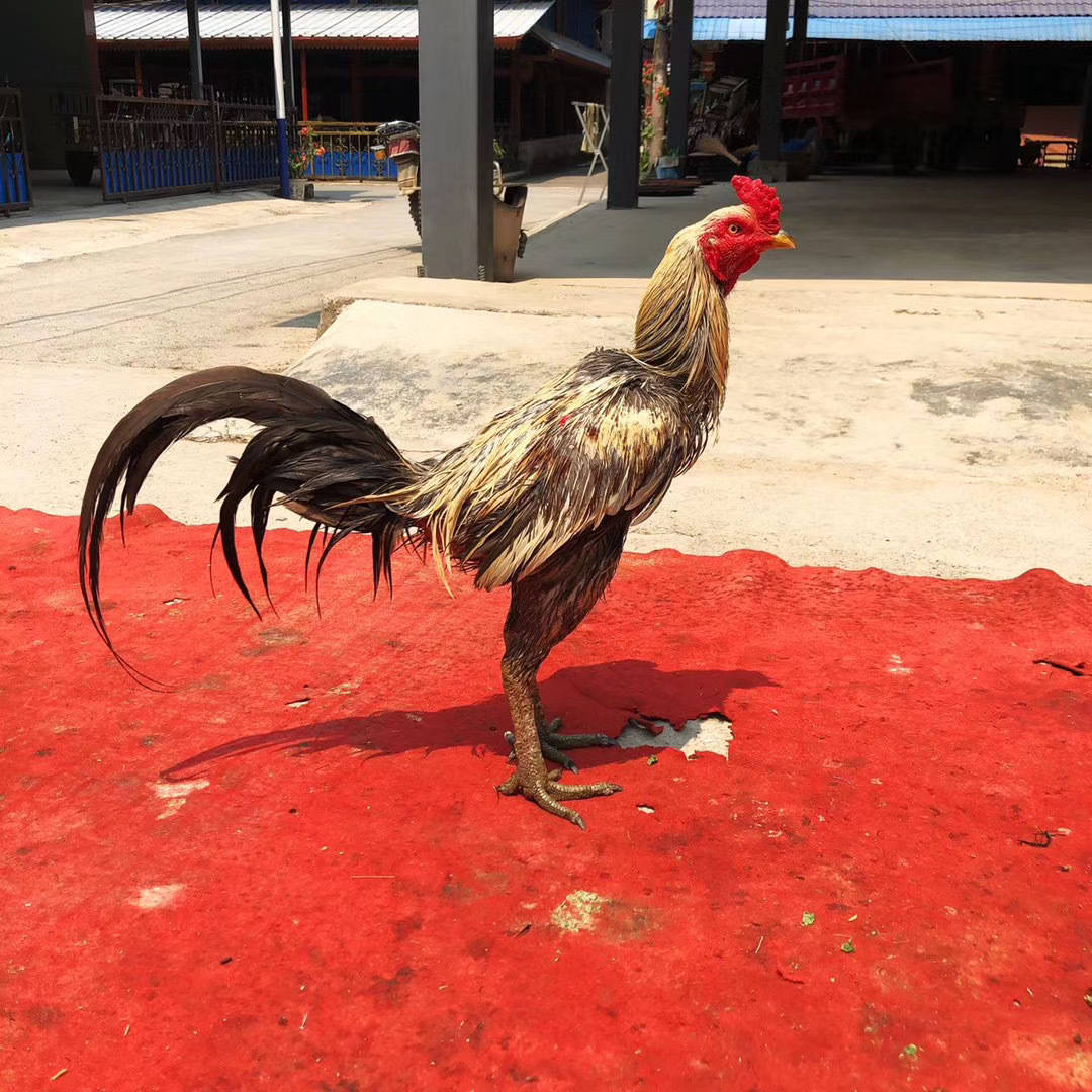 除了唱歌跳舞喝酒,傣族人最爱的娱乐活动是斗鸡