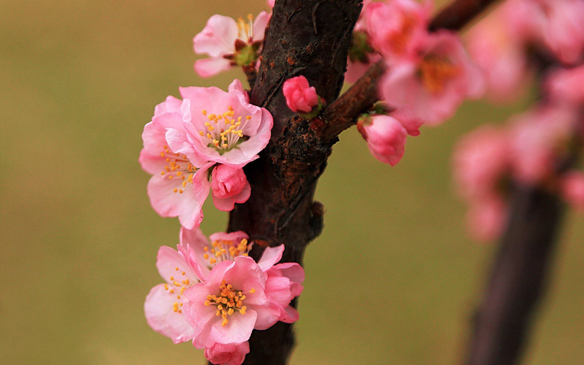 【星连文学社】广西诗人陈熠明:三月桃花,飘落在我的梦里