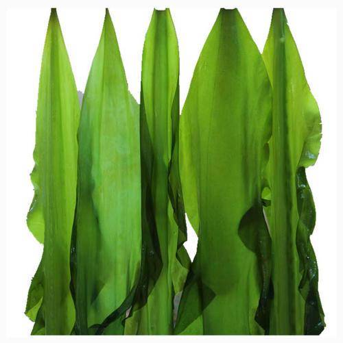 原创海带是植物?看了它的进化过程你就不这么认为了!它真的很奇葩