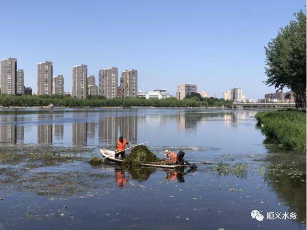 大力水手施展水下功夫割草神器守护潮白效率高
