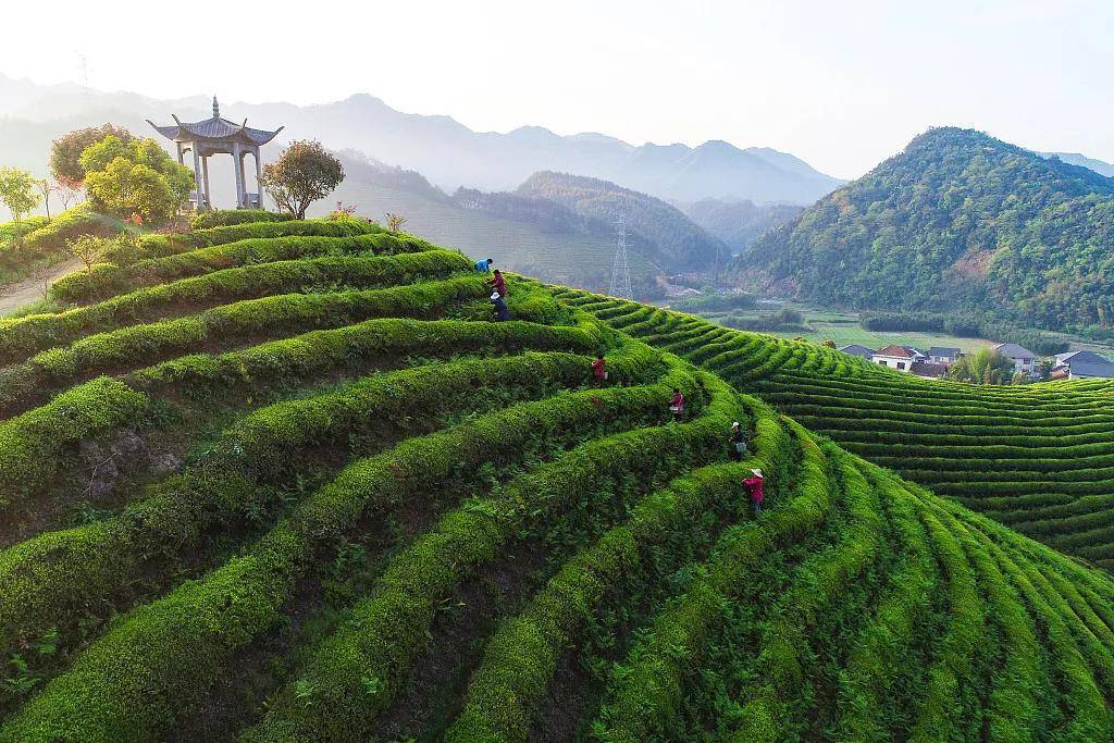天目山九里村茶园采茶 / vcg