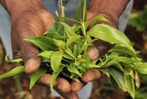 令人谈之色变的阿拉伯茶千万别尝鲜去试