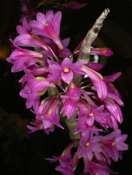 2021年阴历11月运气算命咨询指迷居士十二生肖运气详解