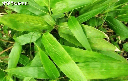 据记载,早在春秋时期,用菰叶(茭白叶)包黍米成牛角状,称"角黍";用