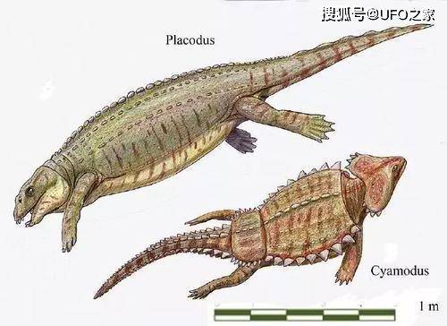 疑似乌龟的祖先,你没听说过的乌龟龙,海龟和海象的融合