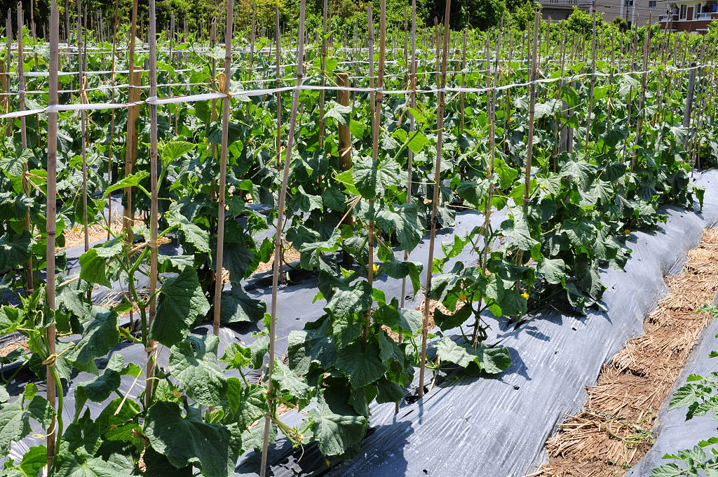 夏季露天种植黄瓜,黄瓜遭遇持续高温,如何管理?