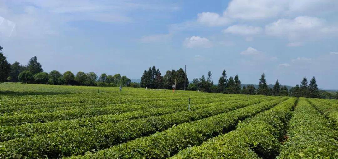 辞春迎夏采茶去，跟奇骏翻越茶山品香茗