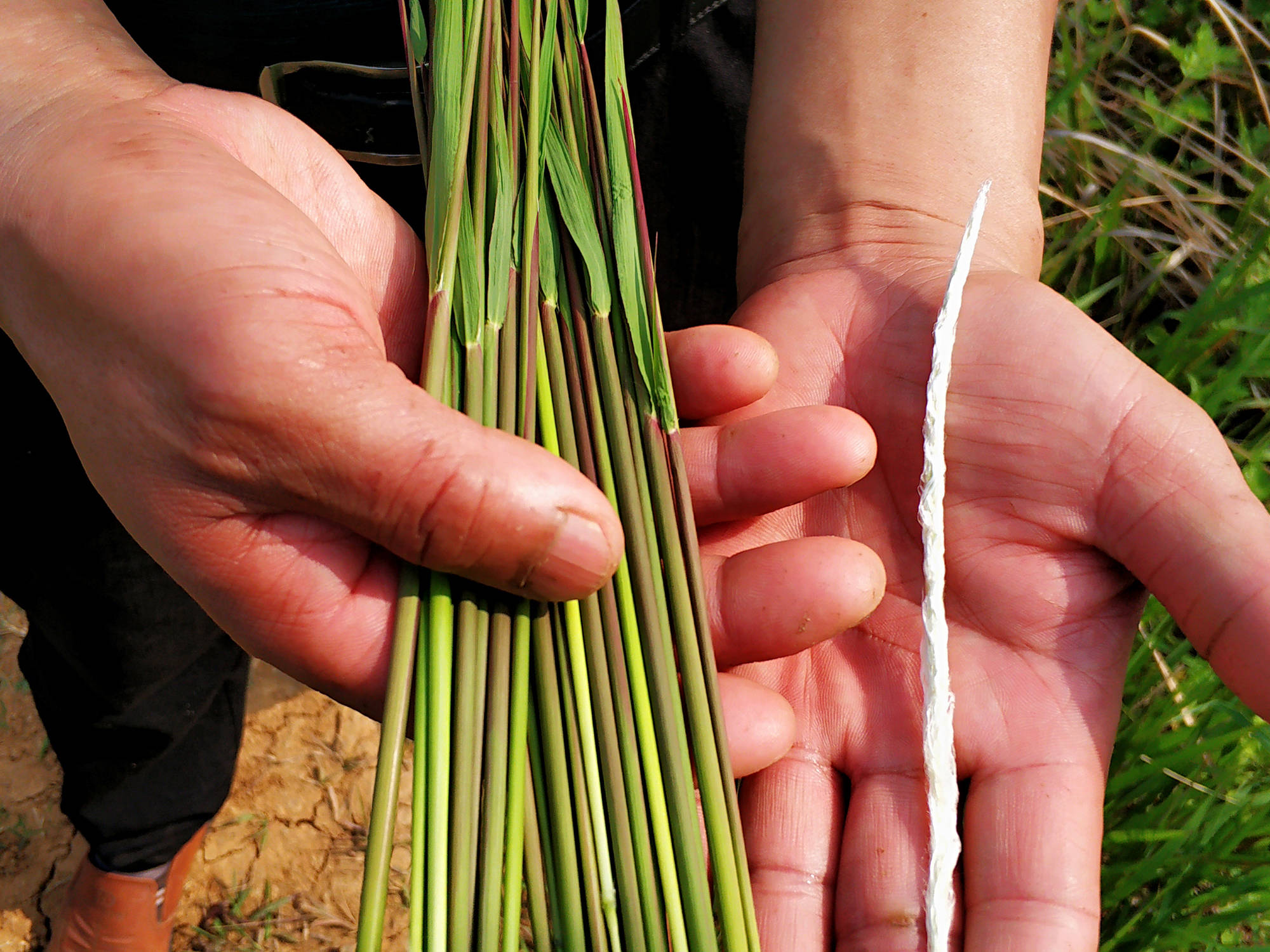 儿时当零食吃,根20元一斤,民间常用来煲汤,在国外却成恶草_茅草