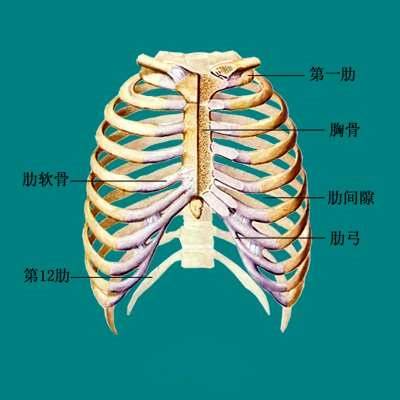 脊柱基础解剖——胸部 胸廓由12个胸椎,12对肋,1块胸骨,及众多关节和