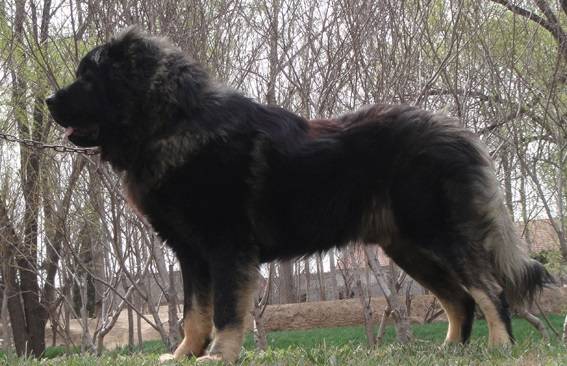 中亚,卡斯罗,高加索,罗威纳,现代型护卫犬中的四大金刚!