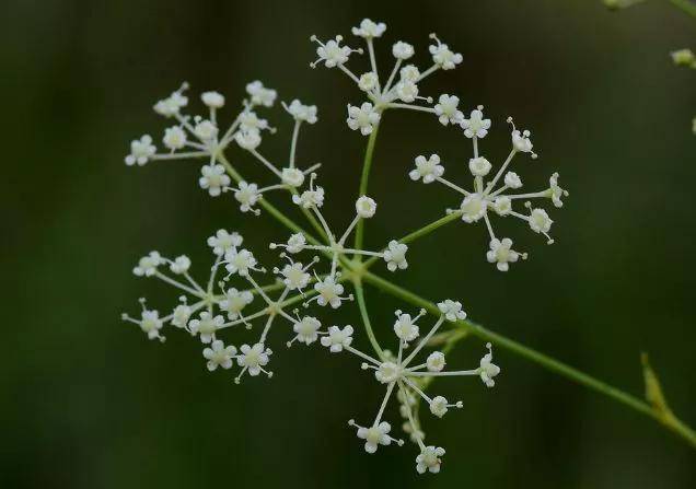 野生白鲜野生龙胆草野生绣线菊千叶蓍花朵静听花开的声音,轻拂花颜