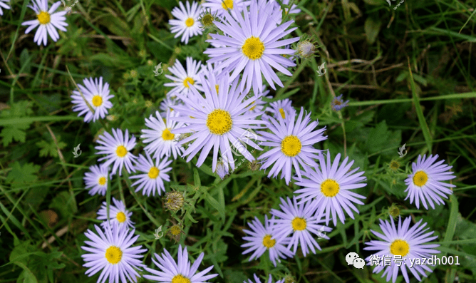 花狗脑花狗脑的学名叫阿尔泰狗娃花,为菊科植物,多年生草本,家乡的