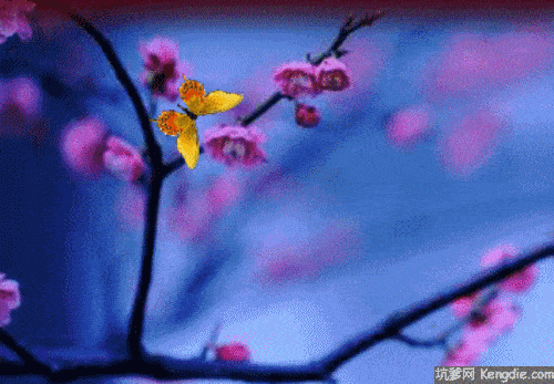 500_347gif 动态图 动图