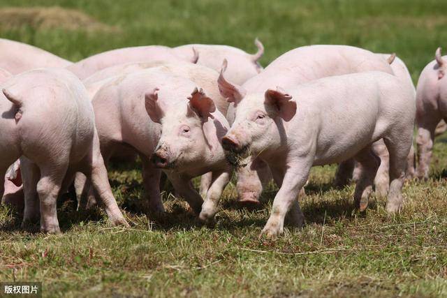 夏季猪群不吃食,找到根本原因才能轻松应对
