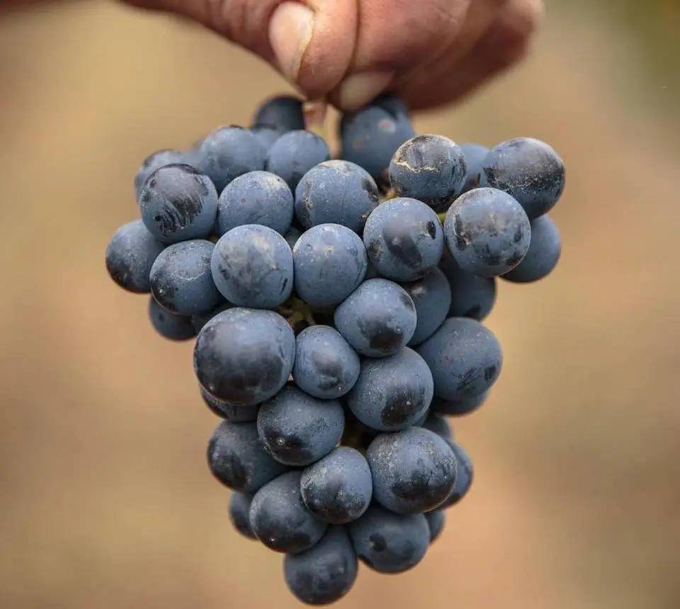 拉达法定产区：巴加葡萄