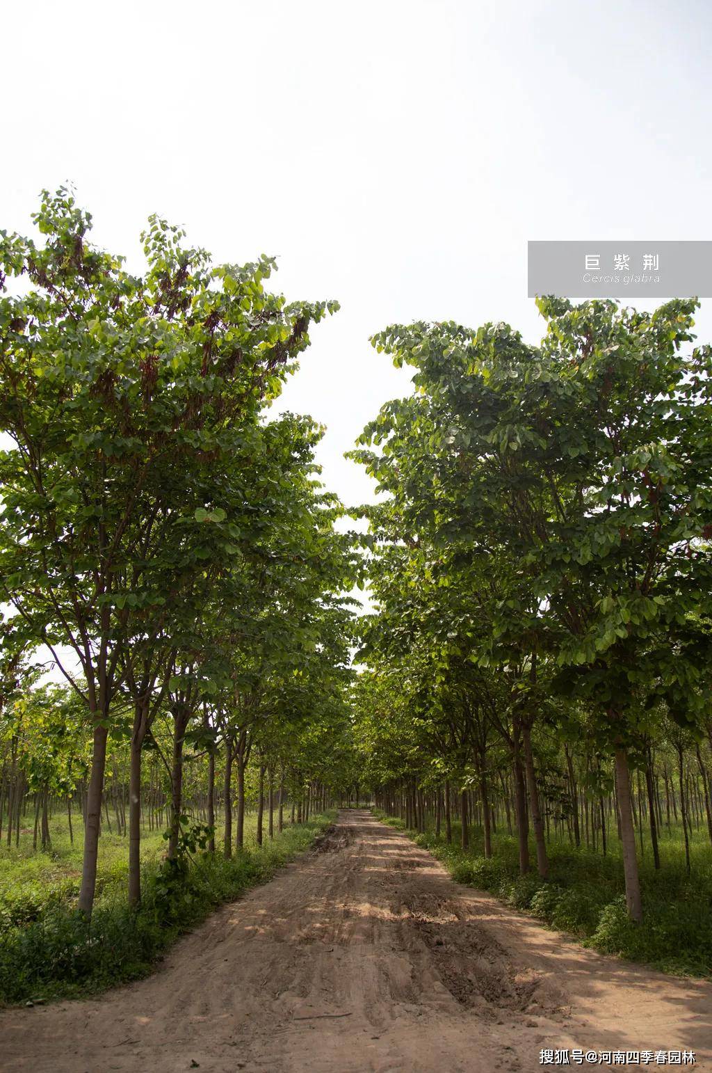 认识下四季春1号紫荆树的母系亲本——湖北紫荆(又名巨紫荆,云南