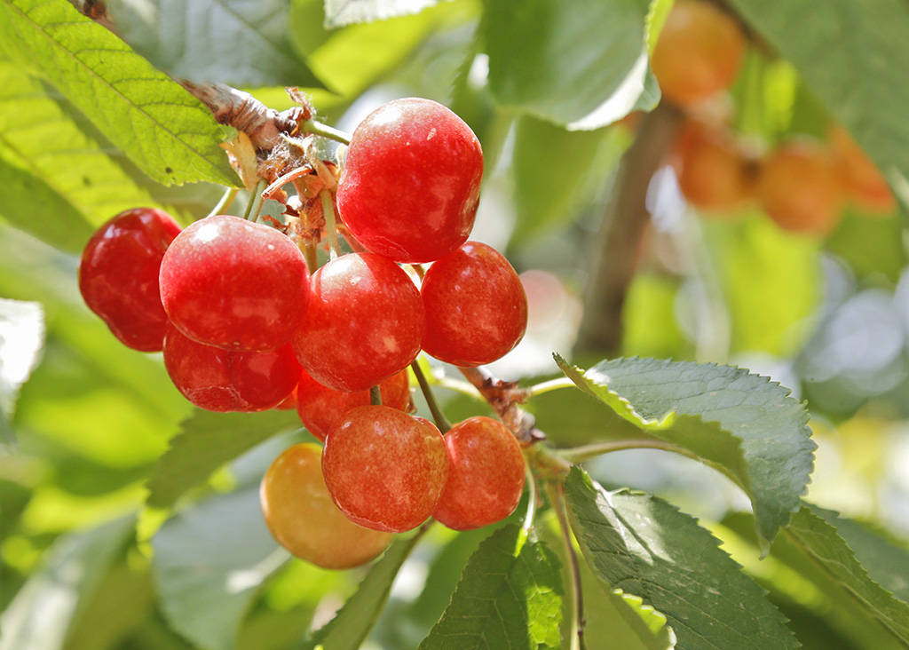 西集镇是北京本地樱桃的主产区,"樱桃好吃树难栽",目前西集拥有樱桃