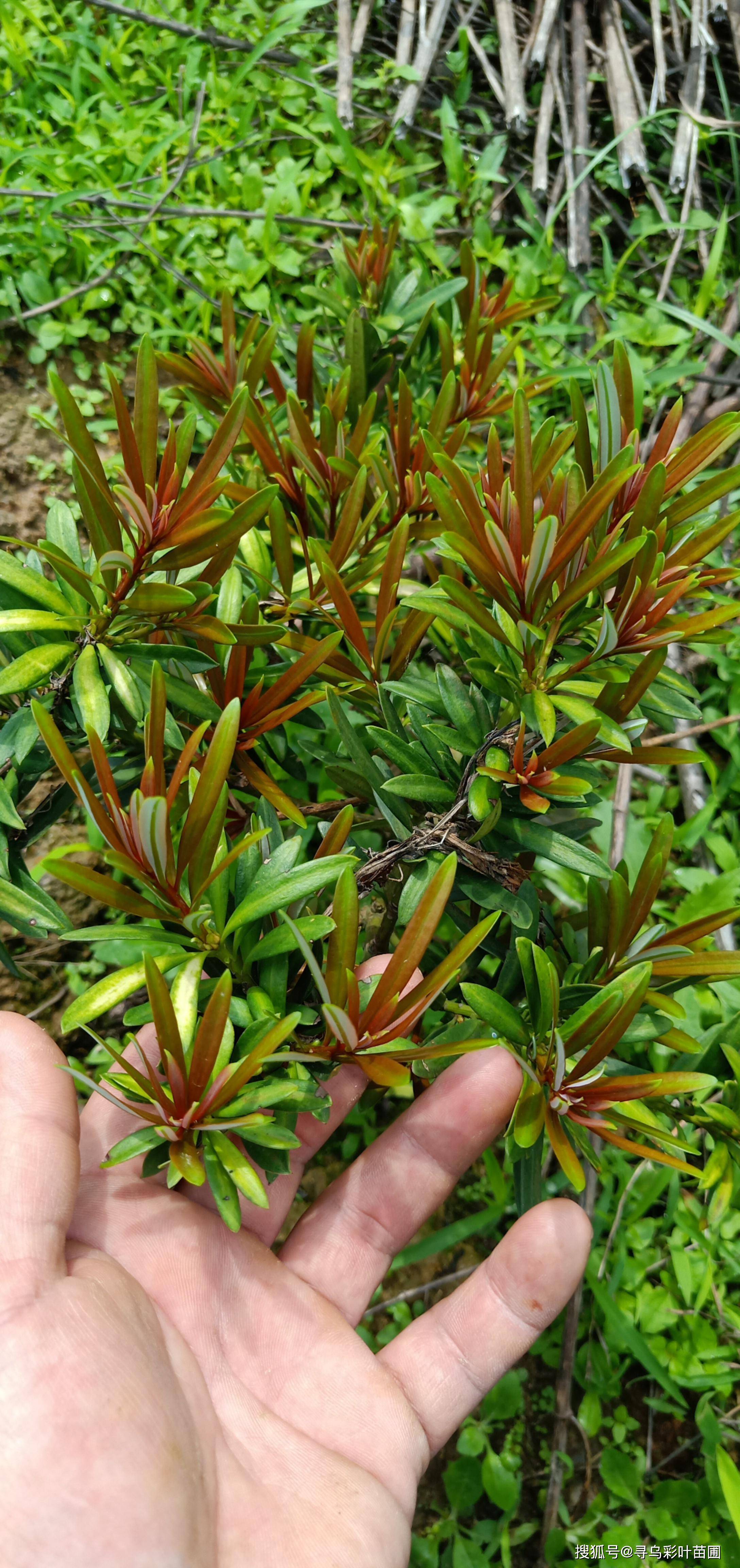 海島小葉四季紅芽羅漢松太子妃