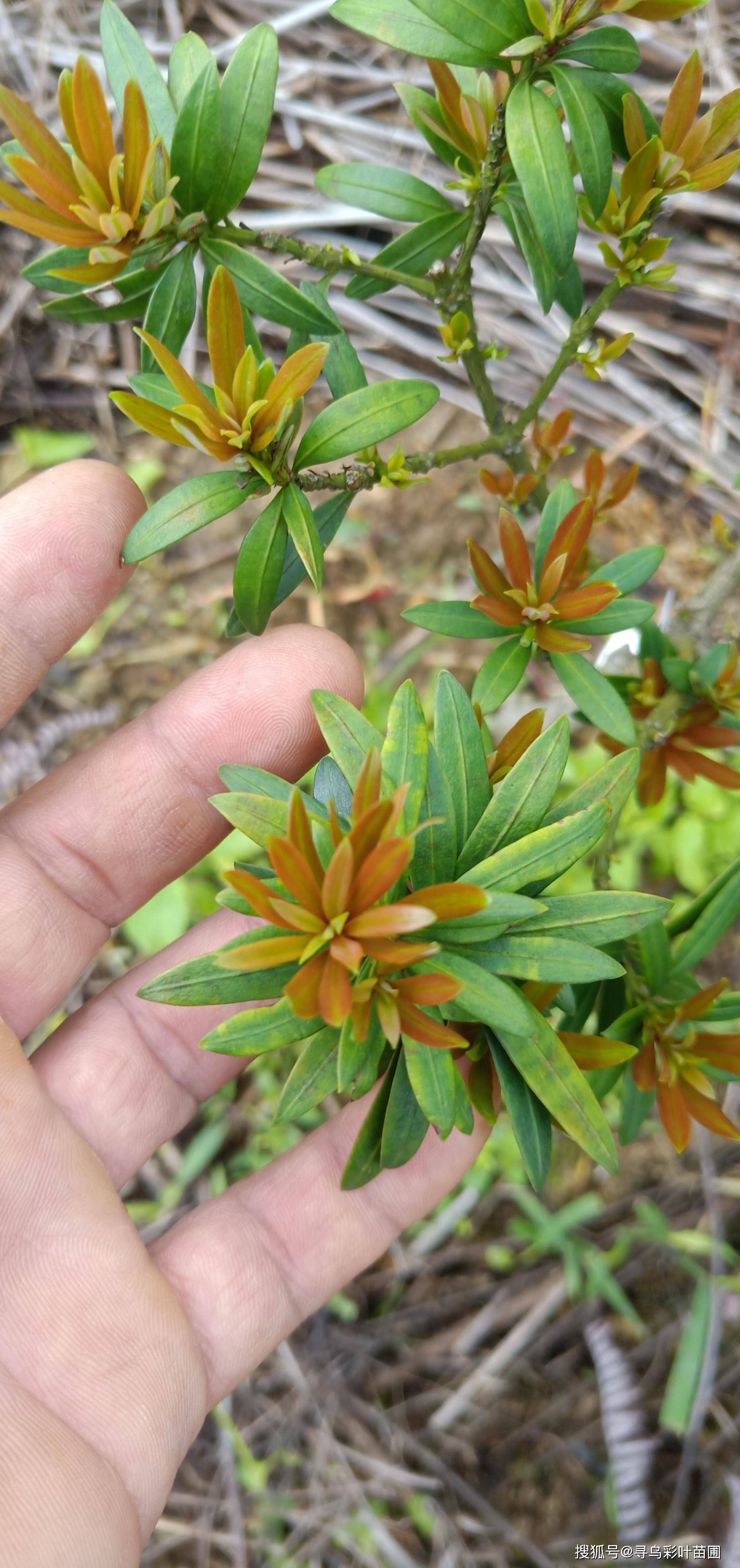 小叶四季红芽珍珠罗汉松_手机搜狐网