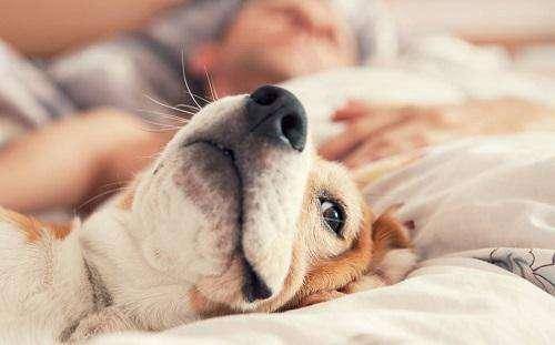 原创为什么狗狗晚上不肯睡觉原因有哪些