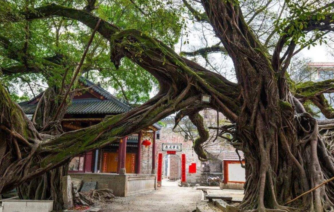 原创广西榕津华夏第一榕,相传因境内有十株大榕树而得名,实为罕见