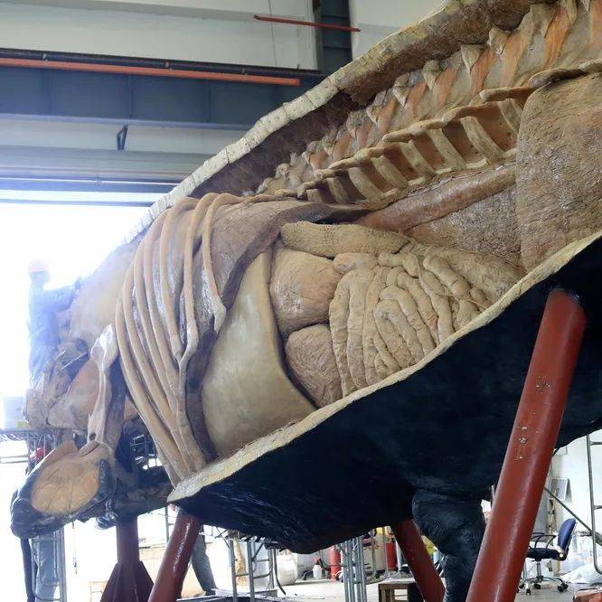 世界上第一只被塑化的抹香鲸标本将在金石滩展出