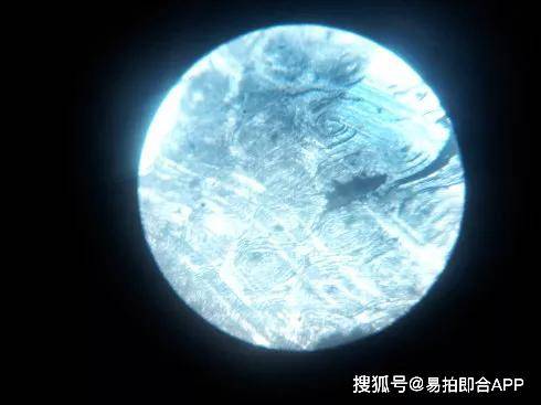 而真正的犀角在显微镜下是这样的