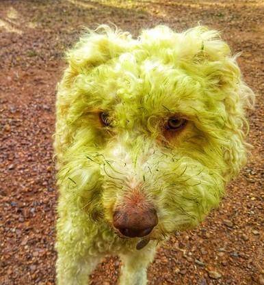 主人一会儿没看着,狗狗竟帮自己全身染色,绿到人发慌_skippy