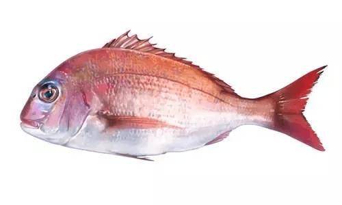 国内十大最好吃的鱼之一,你认识么?