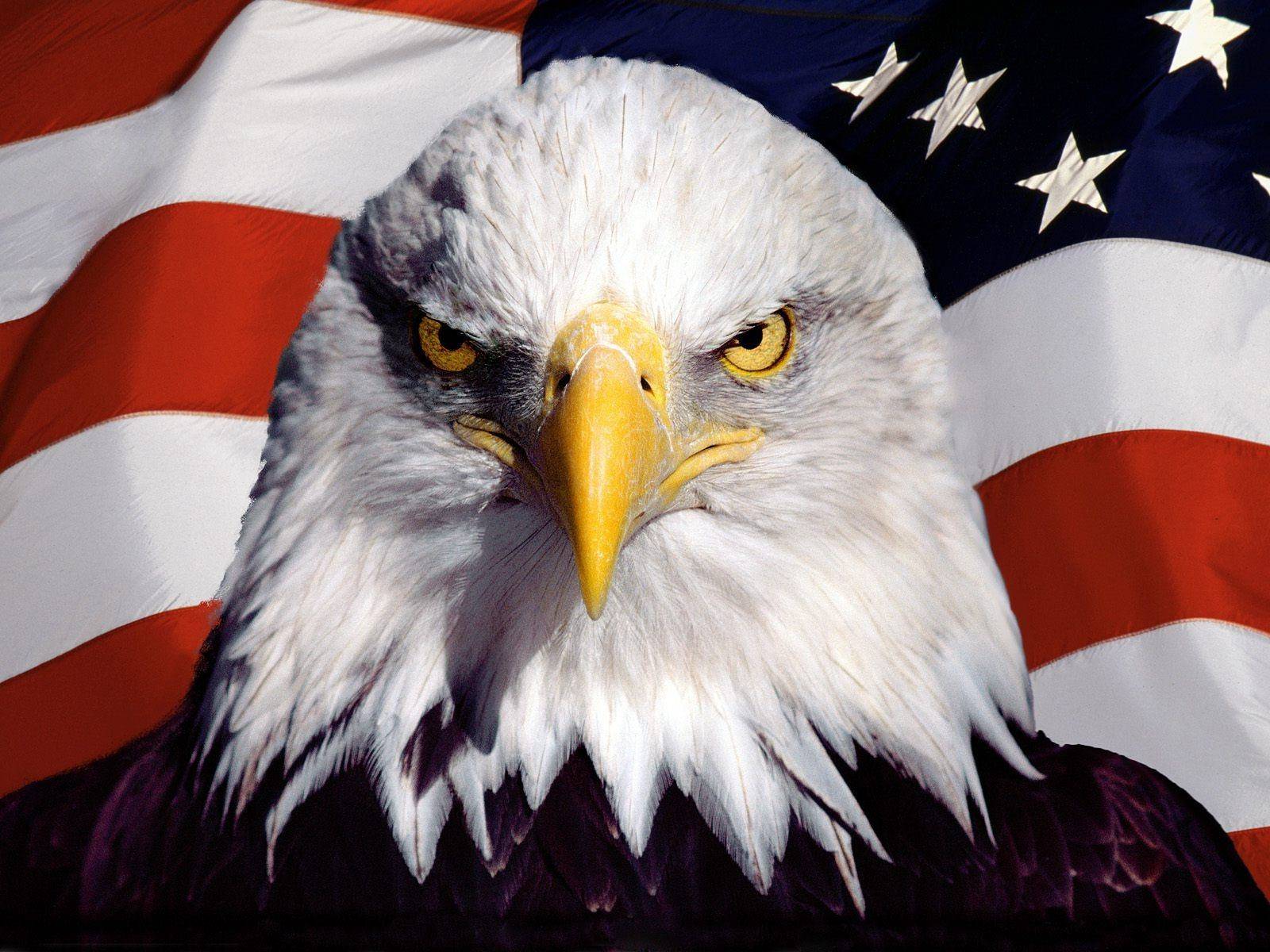 美国白头鹰正面图片图片