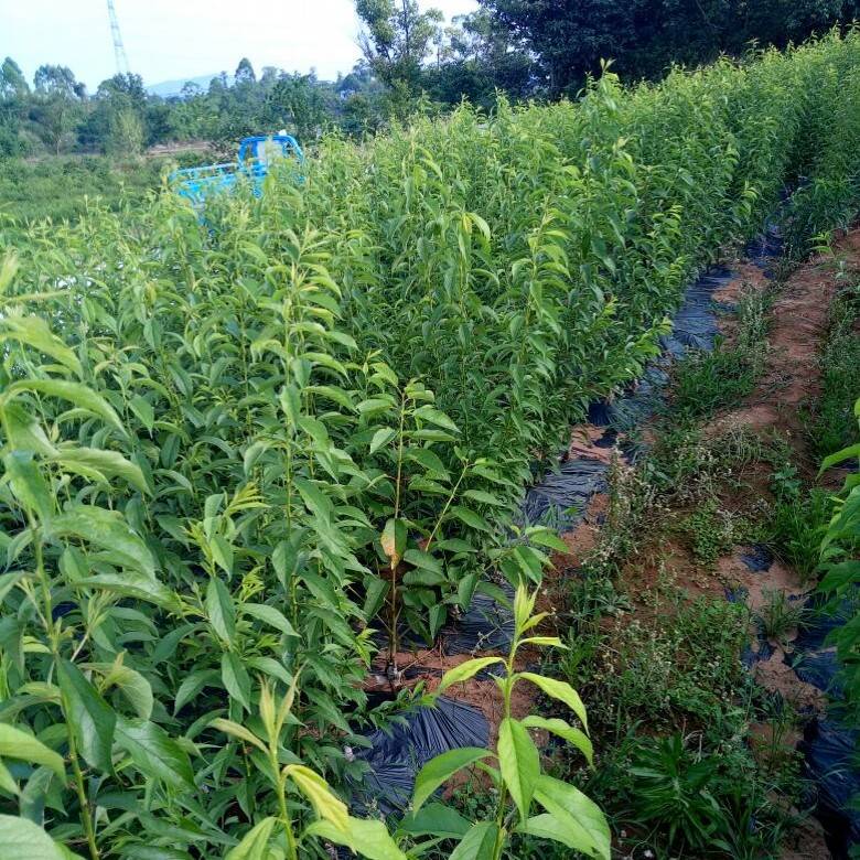 蛇皮果树苗 蛇皮果树苗批发 蛇皮果繁育方法