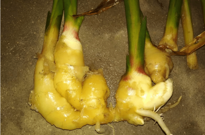 姜瘟病,烂脖子病用什么药好,危害和防治技术!