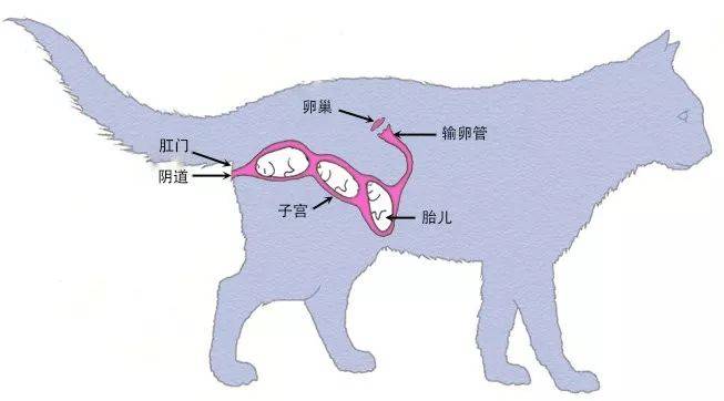猫的繁殖过程示意图图片