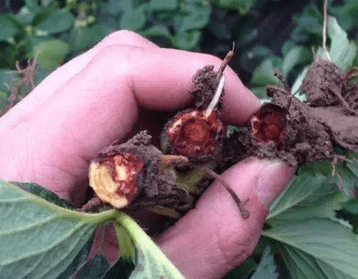 草莓根腐病红根病用什么药好危害和防治技术