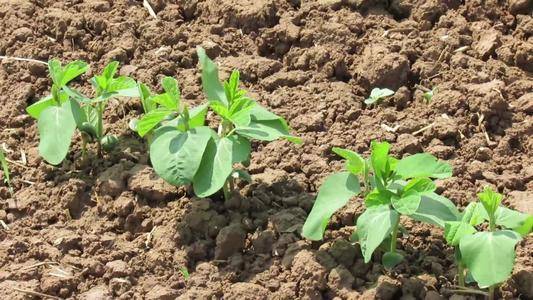 原创农民种大豆播种前这样做有利大豆出苗齐出苗出苗壮