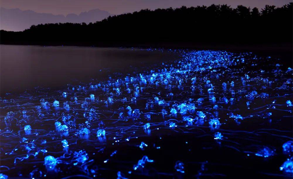 将海水染成一片星空,这鱼你一定没见过_萤火