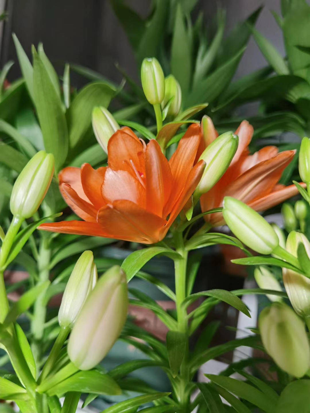 百合花那么美注意这几点自己在家也能种出来