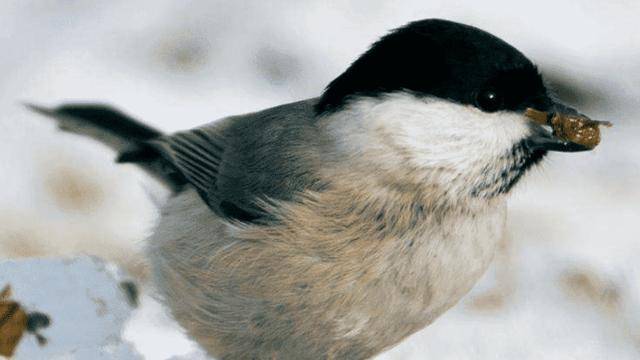 红子鸟与贝子鸟的区别在哪?