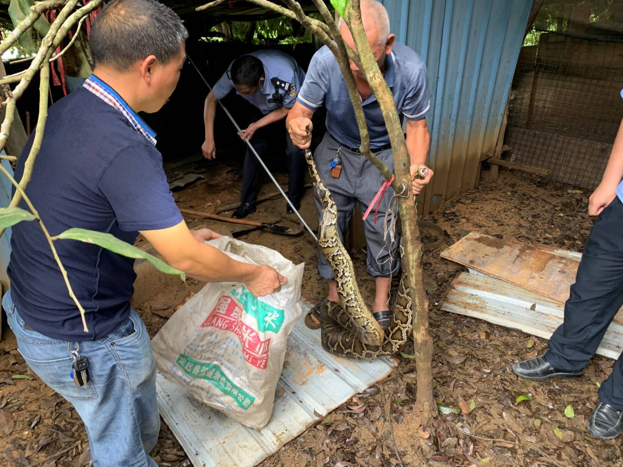 驚險!蟒蛇進村民家偷雞吃 駐村民警火速設法捕蛇