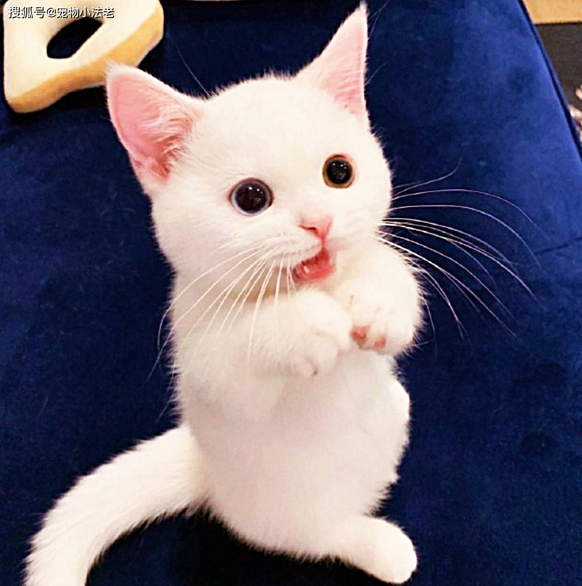 1只小猫被人称为"小仙猫",凭借自己高颜值,俘获众多网友的心_手机搜狐